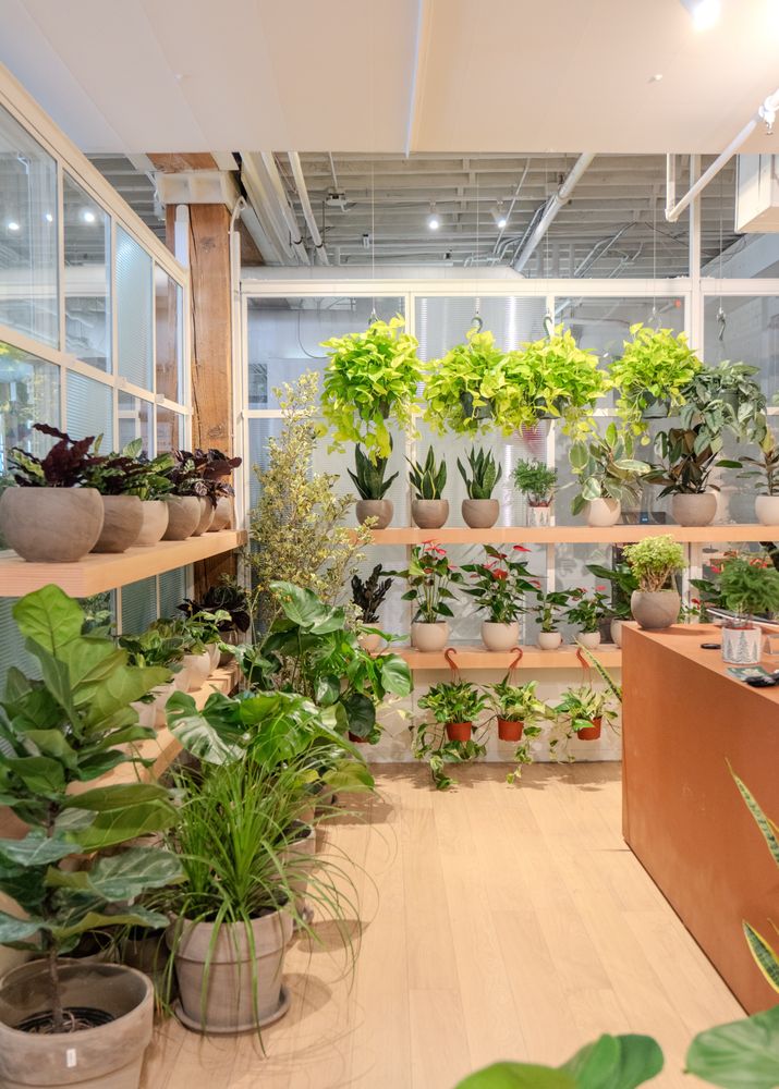 Indoor plant shop with shelves of various potted plants and greenery