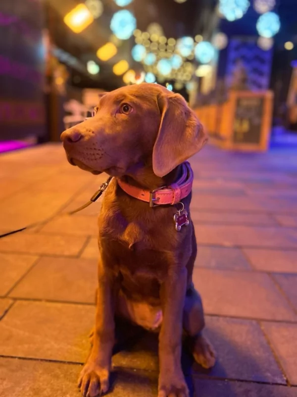 puppy in the alley at dairy block denver