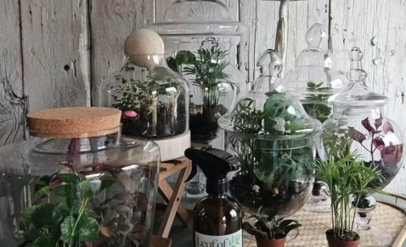 Glass terrariums with diverse plants, spray bottle labeled 
