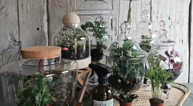 Glass terrariums with diverse plants, spray bottle labeled 