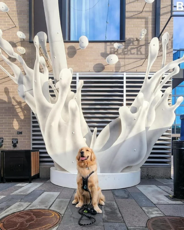 "Is this... modern art? " - A dog, probably. ⁠⁠Did you know that there are over 700 unique pieces by local artists in the Dairy Block art collection, creating a fully immersive experience? From larger-than-life murals (like this 30-foot "Milk Splash sculpture by Air Work Studio) to cleverly hidden details, there's something for everyone.⁠⁠📌 31 artists⁠📌 50% minority artists⁠📌 715 art pieces⁠📌 275 commissions⁠📌 433 guest room pieces in The Maven including 4 hand painted murals⁠📌 3 interactive installations in the Alley⁠📌 All artists were based in Colorado at the time of installation!⁠⁠With each piece carefully selected to celebrate the spirit of the Mile High City and to offer unexpected moments of whimsy and delight, we invite you to explore our art-filled district.⁠ ⁠⁠🎨 View our art collection virtually at the link in our bio!⁠⁠📸: @mrotis_thebigo