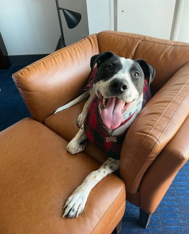 For the goodest guests only! 🐶⁠⁠When you stay at the @MavenHotel, they roll out the red carpet for your four-legged bestie. From bubble baths to plush beds and all the snuggles in between, this getaway is just as much theirs as it is yours.⁠⁠📍 Book your dog-friendly staycation at the link in our bio!