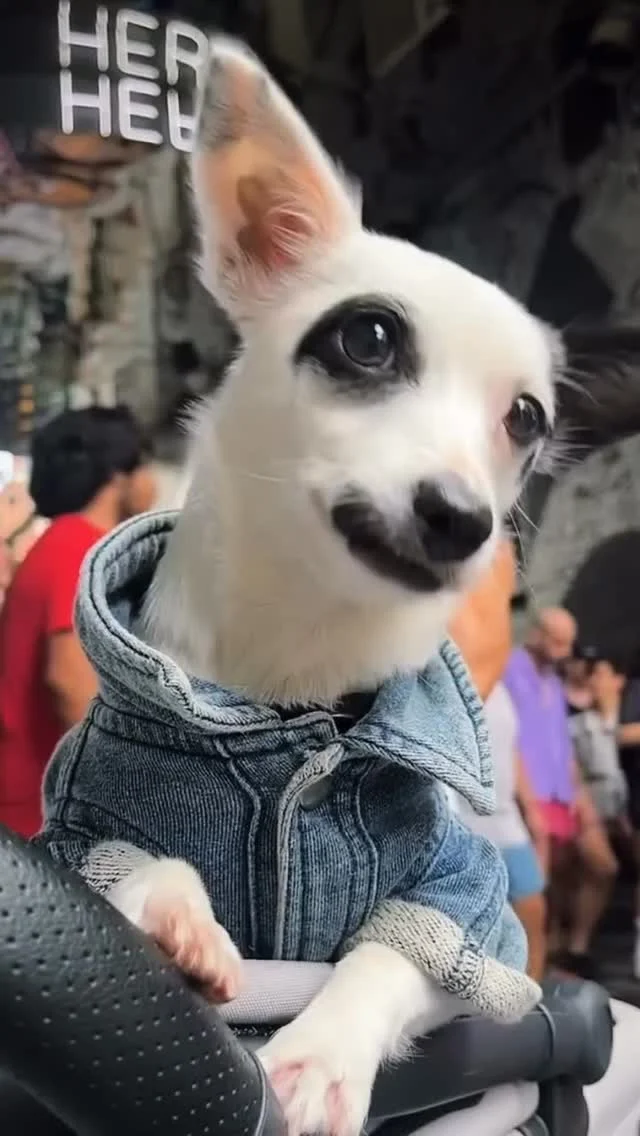 Dancing into the weekend like @JaniceLickman 🐾⁠⁠Did you know Dairy Block is pet friendly? Tap the link in our bio for dog friendly itineraries, treats, and places to stay.