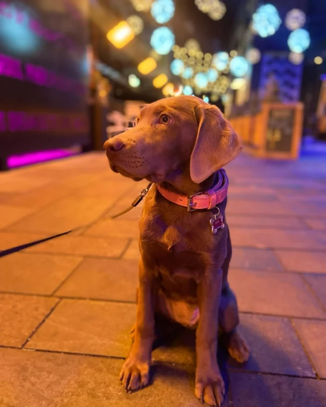 Proof that the best dates at Dairy Block have four legs 🐶💖⁠⁠From alley strolls to patio hangs, pups are always part of the plan! Plan your dog-friendly day at Dairy Block via the link in our bio.